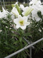 [1722 Savanne No02.JPG]